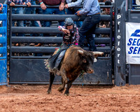 Mini Bulls