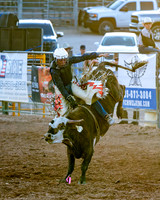 Mini Bulls