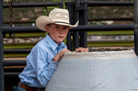 Mini Bulls