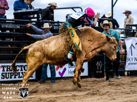 Mini Bulls