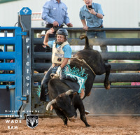 Mini Bulls