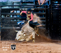 Mini Bulls