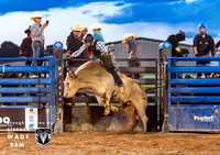Bull Riding Two