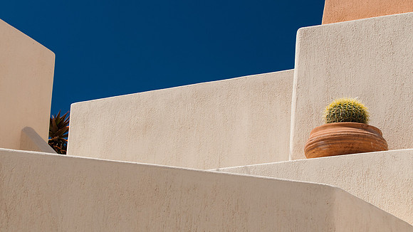 Plant on a Ledge