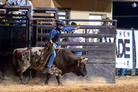 Mini Bulls