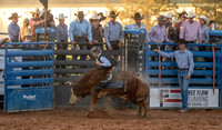 Mini Bulls