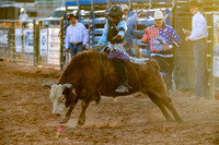 Mini Bulls