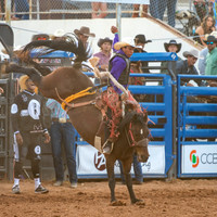 Saddle Bronc